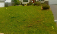 Lawn fertilizer service before